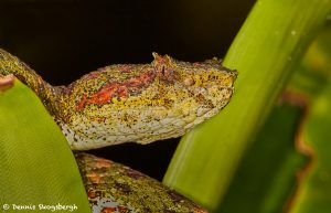 7963 Eyelash viper (Bothriechis schlegelii), Arenal Oasis Lodge, Costa Rica