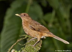 7964 Clay-colored Thrush (Turdus grayi), Arenal Oasis Lodge, Costa Rica