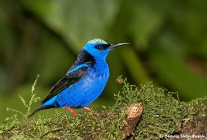 6169 Male Red-legged Honeycreeper (Cyanerpes cyaneus), Laguna del Lagarto, Costa Rica