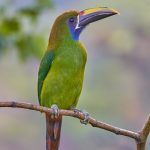 3750 Emerald Toucanet, Costa Rica