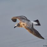 7865 (Leucophaeus atricilla), Bolivar Peninsula, Texas