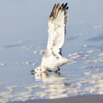 7867 Laughiing Gull (Leucophaeus atricilla), Bolivar Peninsula, Texas