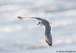 7868 Laughiing Gull (Leucophaeus atricilla), Bolivar Peninsula, Texas