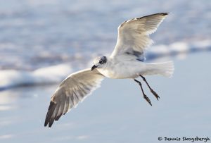 7869 Laughing Gull (Leucophaeus atricilla), Bolivar Peninsula, Texas