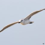 7870 Laughing Gull (Leucophaeus atricilla), Bolivar Peninsula, Texas