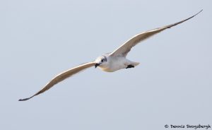 7870 Laughing Gull (Leucophaeus atricilla), Bolivar Peninsula, Texas