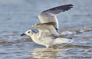 7871 Laughing Gull (Leucophaeus atricilla), Bolivar Peninsula, Texas