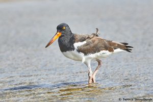 7878 American Oystercatcher (Haematopus palliates), Bolivar Peninsula, Texas