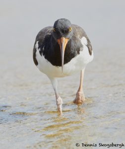 7880 American Oystercatcher (Haematopus palliates), Bolivar Peninsula, Texas