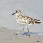 7881 Sanderling (Calidris alba), Bolivar Peninsula, Texas