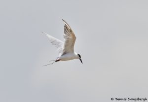 7882 Forster's Tern (Sterna forsteri), Bolivar Peninsula, Texas