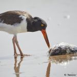 7885 American Oystercatcher (Haematopus palliates), Bolivar Peninsula, Texas