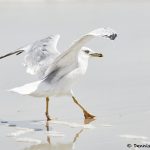 7886 Ring-billed Gull (Larus delawarensis), Bolivar Peninsula, Texas