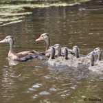 7887 Black-bellied Whistling-Duck (Dendrocygna autumnalis), Shoveler's Pond), Anahuac NWR, Texas