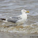 7888 Glaucous Gull (Larus hyperboles), Bolivar Peninsula, Texas