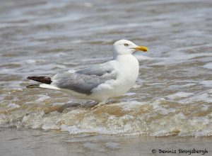 7888 Glaucous Gull (Larus hyperboles), Bolivar Peninsula, Texas