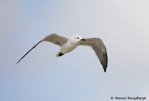 7889 Laughing Gull (Leucophaeus atricilla), Bolivar Peninsula, Texas