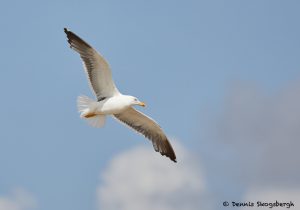 7890 Glaucous Gull (Larus hyperboles), Bolivar Peninsula, Texas