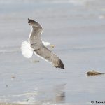 7891 Glaucous Gull (Larus hyperboles), Bolivar Peninsula, Texas