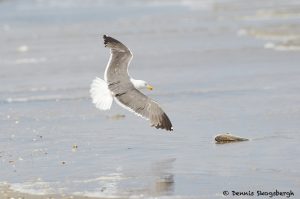 7891 Glaucous Gull (Larus hyperboles), Bolivar Peninsula, Texas