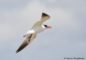 7892 Caspian Tern (Hydroprogne cassia), Bolivar Peninsula, Texas