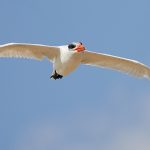 7894 Caspian Tern (Hydroprogne cassia), Bolivar Peninsula, Texas