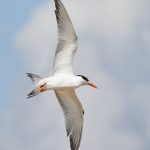 7916 Common Tern (Sterna hirundo), Bolivar Peninsula, Texas