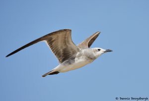 7875 Laughing Gull (Leucophaeus atricilla), Bolivar Peninsula, Texas