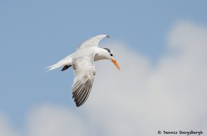 7897 Elegant Tern (Thalasseus elegans), Bolivar Peninsula, Texas