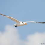 7897 Elegant Tern (Thalasseus elegans), Bolivar Peninsula, Texas