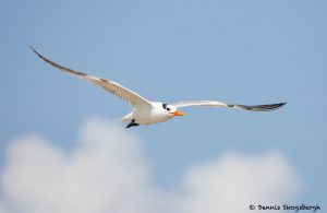 7897 Elegant Tern (Thalasseus elegans), Bolivar Peninsula, Texas