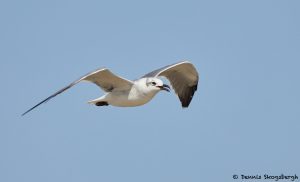 7876 Laughing Gull (Leucophaeus atricilla), Bolivar Peninsula, Texas