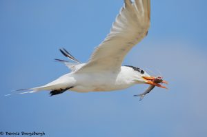 7899 Elegant Tern (Thalasseus elegans), Bolivar Peninsula, Texas