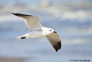 7901 Laughing Gull (Leucophaeus atricilla), Bolivar Peninsula, Texas