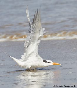 7902 Elegant Tern (Thalasseus elegans), Bolivar Peninsula, Texas