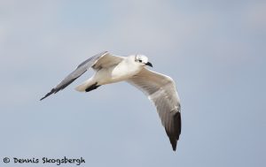 7905 Laughing Gull (Leucophaeus atricilla), Bolivar Peninsula, Texas