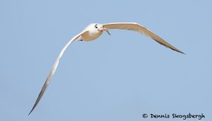 7906 Elegant Tern (Thalasseus elegans), Bolivar Peninsula, TX