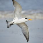 7908 Elegant Tern (Thalasseus elegans), Bolivar Peninsula, Texas