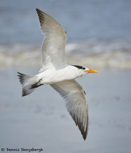 7908 Elegant Tern (Thalasseus elegans), Bolivar Peninsula, Texas