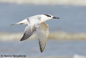 7909 Sandwich Tern (Thalasseus sandvicensis), Bolivar Peninsula, Texas