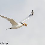 7910 Elegant Tern (Thalasseus elegans), Bolivar Peninsula, Texas