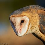 7931 Barn Owl (Tyto alba), Blackland Prairie Raptor Center, Texas
