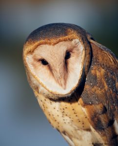 7934 Barn Owl (Tyto alba), Blackland Prairie Raptor Center, Texas