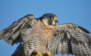 7918 Peregrine Falcon (Falco peregrinus), Blackland Prairie Raptor Center, Texas