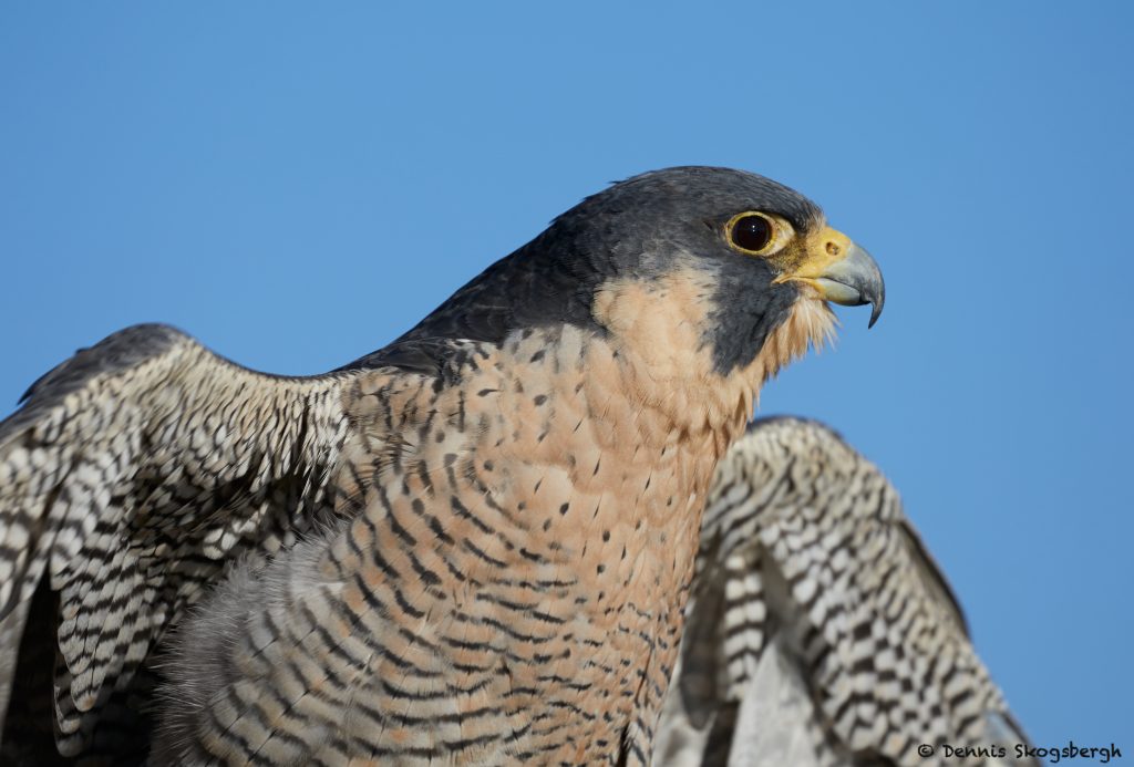 7919 Peregrine Falcon (Falco peregrinus), Blackland Prairie Raptor