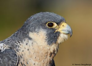 7920 Peregrine Falcon (Falco peregrinus), Blackland Prairie Raptor Center, Texas