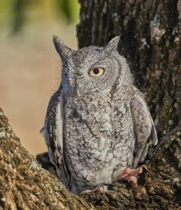 7924 Eastern Screech Owl (Megascops asio), Blackland Prairie Raptor Center, Texas