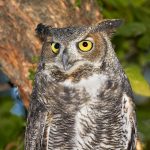 7925 Great Horned Owl (Bubo virginianus), Blackland Prairie Raptor Center, Texas