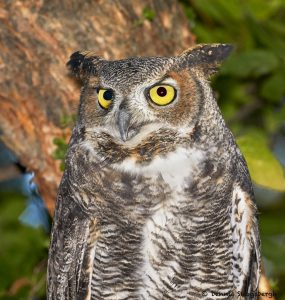 7925 Great Horned Owl (Bubo virginianus), Blackland Prairie Raptor Center, Texas