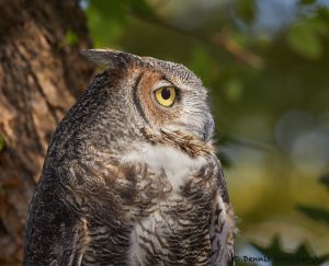 7925 Great Horned Owl (Bubo virginianus), Blackland Prairie Raptor Center, Texas